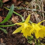 Narcissus minor Flor