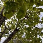 Tilia americana Blatt