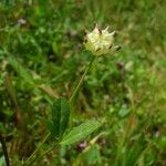 Trifolium depauperatum Hábitos