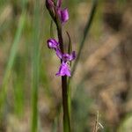 Anacamptis palustris Цвят