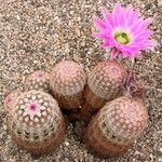 Echinocereus rigidissimus 叶