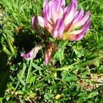 Trifolium alpinum ᱛᱟᱦᱮᱸ