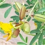 Crotalaria goreensis Flower