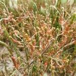 Salicornia perennis Bark