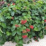 Clerodendrum splendens موطن