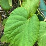 Camonea umbellata Leaf