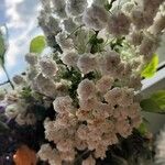 Gypsophila paniculataFlower