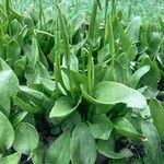 Ophioglossum vulgatum Blad