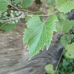 Vitis ripariaBlad