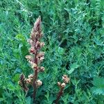 Orobanche gracilis 花