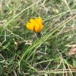 Scorzoneroides autumnalis Flower