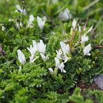 Astragalus kazbeki Hábito