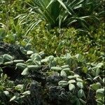 Canavalia sericea Hábito