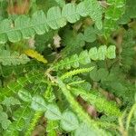 Comptonia peregrina Leaf