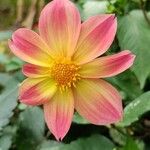 Dahlia tenuicaulis Floro