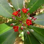 Canella winterana Fruit