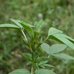 Cleomella serrulata Leaf