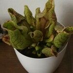 Sarracenia purpurea Lehti