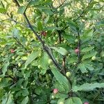 Ilex mucronata Fruit