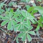 Lupinus albus 叶