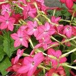 Nicotiana alata പുഷ്പം