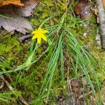 Hypoxis hirsuta Λουλούδι