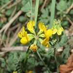 Coronilla minima Flower