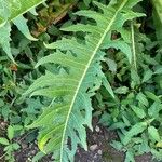 Sonchus canariensis Blatt