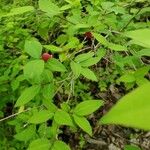 Lonicera canadensis Leaf