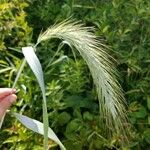 Elymus canadensis Flower