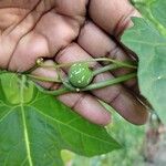 Diplocyclos palmatus Fruit