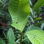 Palicourea guianensis 葉