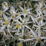 Leucocrinum montanum Flower