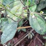 Ocimum carnosum Frunză