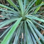 Pandanus furcatus Foglia