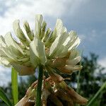 Trifolium pallescens Flor