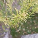 Melaleuca alternifolia Yaprak
