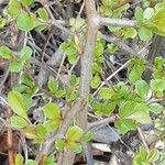 Chaenomeles × superba 樹皮