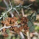 Ceanothus cordulatus Плод