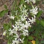 Clematis flammulaFlor