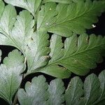 Pteris repens Blatt