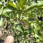 Combretum apiculatum Leaf