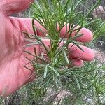 Artemisia californica Folha