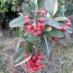 Cotoneaster coriaceusFrukt