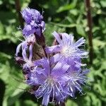 Cicerbita alpina Квітка