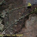 Descurainia millefolia 形態