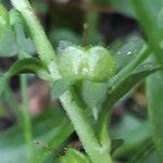 Veronica serpyllifolia Ovoce