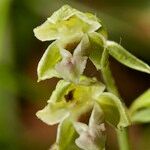 Epipactis rhodanensis Fula