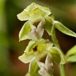 Epipactis rhodanensis 花