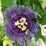 Passiflora cincinnata Bloem